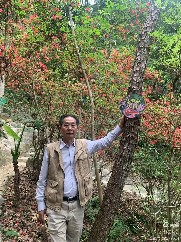 阳春三月揭西龙山风景区野生杜鹃花开了